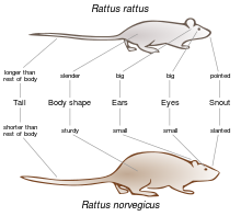 Comparison of physique with a brown rat (Rattus norvegicus) Comparison Black Rat Brown Rat EN.svg