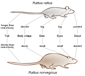 Brown Rat Wikipedia