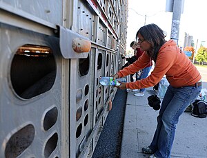 At a Toronto Pig Save vigil: Anita Krajnc giving water to pigs on their way to slaughter. Compassion is not a Crime.JPG