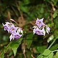 Conandron ramondioides (flower s7).jpg