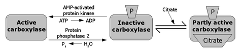 Control of Acetyl CoA Carboxylase.png