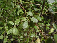 Coprosma rigida 11.JPG