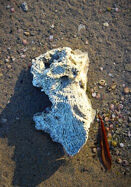 Corals species include the important reef builders that inhabit tropical oceans and secrete calcium carbonate to form a hard skeleton. At Vadinar, Gujarat.