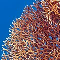 * Nomination Net fire coral (Millepora dichotoma), Red Sea, Egypt --Poco a poco 07:20, 1 July 2023 (UTC) * Promotion  Support Good quality. --Ermell 08:45, 1 July 2023 (UTC)