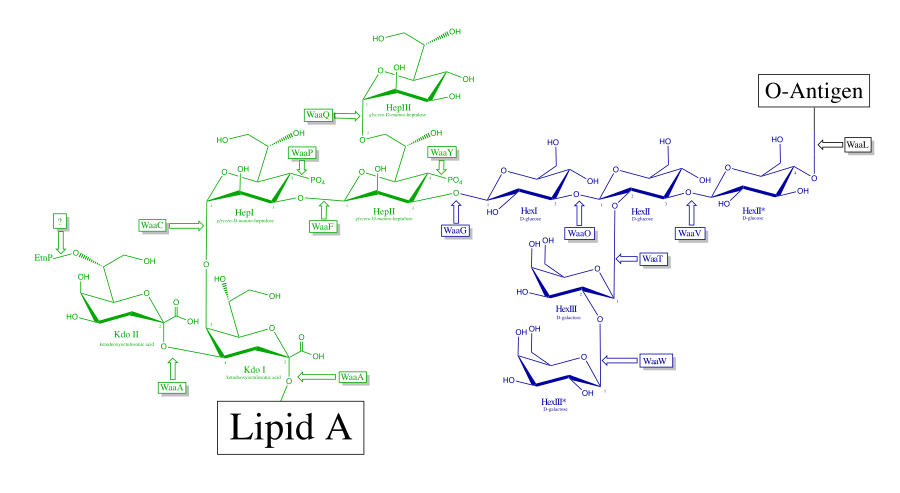 Core-OS Structure and Metabolic Pathways: oligosaccharide from Escherichia coli R1. Inner core is represented in green and outer core is represented in blue. CoreOligo.svg