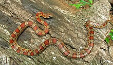 Corn Snake Morphs Chart