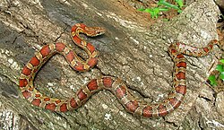 Corn Snake Adult.jpg