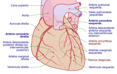 Coronary arteries pt.svg