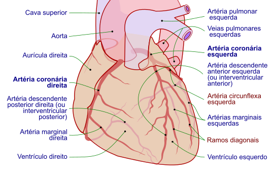 Coronary arteries pt.svg