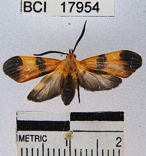 <i>Correbidia elegans</i> Species of moth