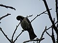 Сива врана у парку у Србији
