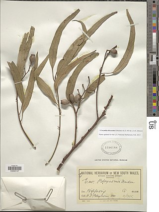 <i>Corymbia bloxsomei</i> Species of plant