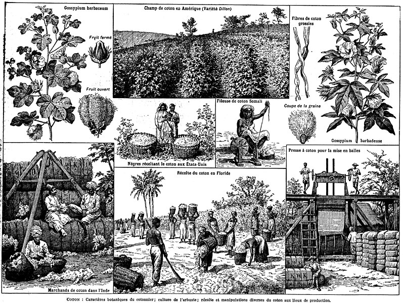 File:Coton - Cotton plants farming production etc - Public domain book illustration from French encyclopedia Larousse du XXème siècle 1932.jpg