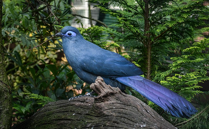 File:Coua caerulea (Blauer Seidenkuckuck - Blue Coua) - Weltvogelpark Walsrode 2013-01.jpg