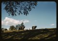 Cows on a hillside LCCN2017877942.tif