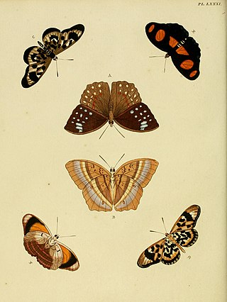 <i>Acraea medea</i> Species of butterfly