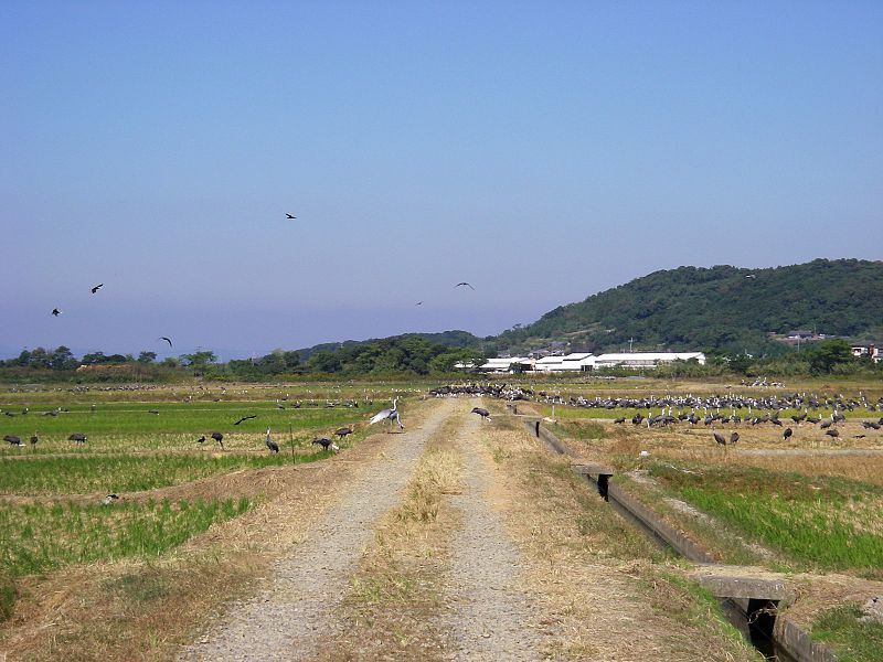 File:Cranes in Izumi, Kagoshima.jpg