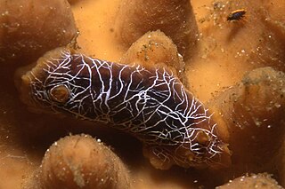 Scribbled nudibranch species of mollusc