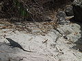 Дзве маладыя ігуаны на пляжы