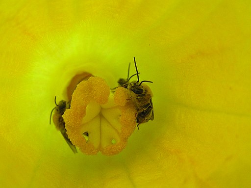 Cucurbita flower squash bee - Nancy Adamson-the Xerces Society