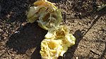 Cucurbita foetidissima - inside view.jpg