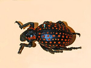 Curculionidae - Brachycerus ornatus.jpg