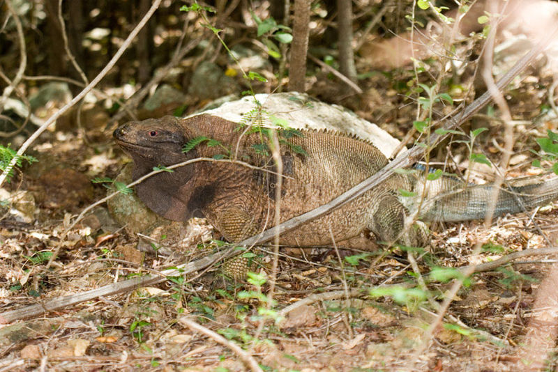 File:Cyclura pinguis1.jpg