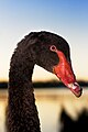 Black Swan (Cygnus atratus) Profile at sunset, Claremont, Tasmania, Australia