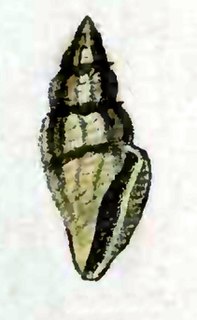 <i>Eucithara fasciata</i> species of mollusc