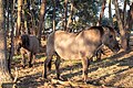 * Nomination Dülmen ponies in the Merfelder Bruch bei Merfeld, Dülmen, North Rhine-Westphalia, Germany --XRay 04:23, 5 December 2018 (UTC) * Promotion Halos to remove the branches at the top right. But good quality for me.--Agnes Monkelbaan 05:58, 5 December 2018 (UTC)