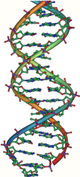 podwójna helisa DNA