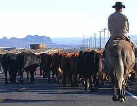 Tipični kauboj na ranču