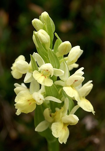 Orchis de Corse