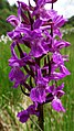 Dactylorhiza vosagiaca Germany - Eppenbrunn, Wasgau