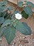 Datura innoxia flower 02.jpg