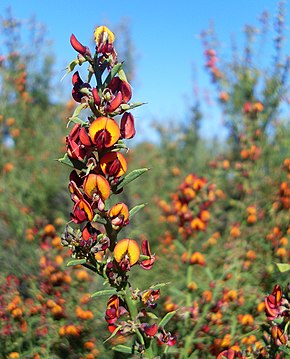 Daviesia physodes.jpg görüntüsünün açıklaması.