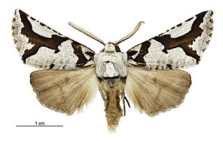 <i>Declana egregia</i>