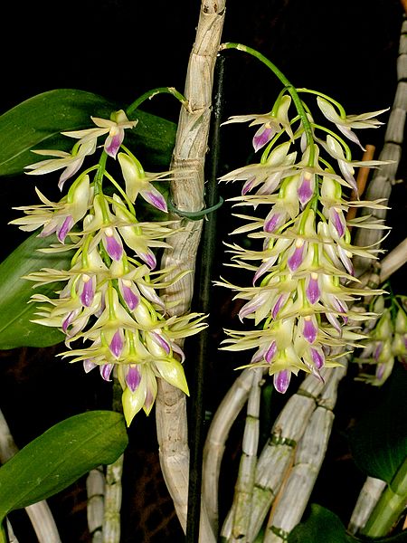 File:Dendrobium amethystoglossum Orchi 0071.jpg