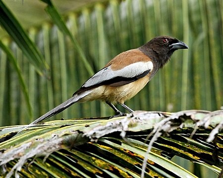 Dendrocitta vagabunda -Kerala, India-8a.jpg