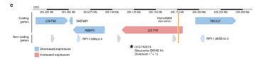 "Diagram of HsInv0006 (orange bar) genomic region showing the effect of the inverted allele on the expression of neighboring genes in different tissues according to the GTEx data and the inversion tag SNP in Europeans associated to increased risk of Glaucoma" Diagram of HsInv0006 .png