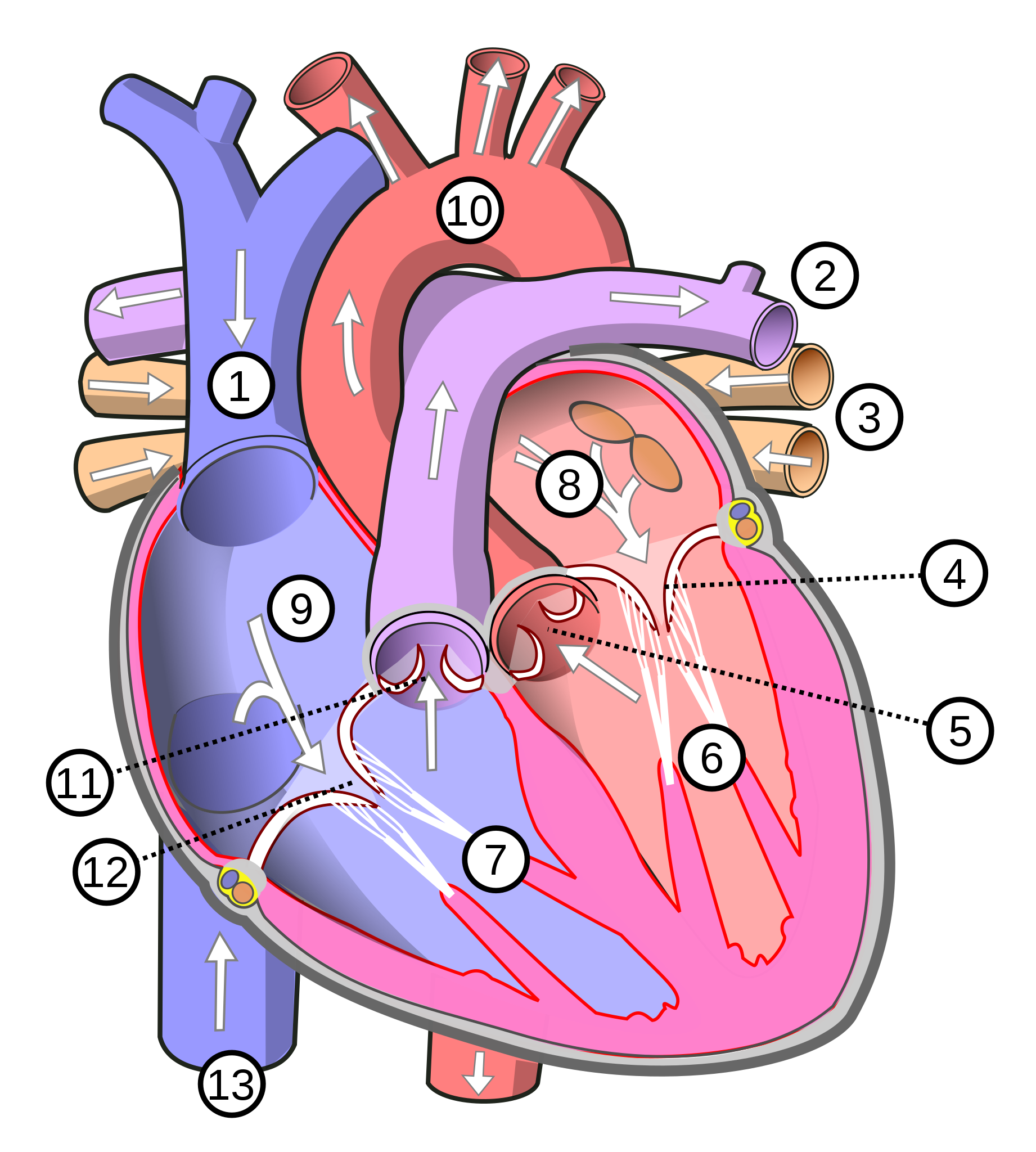 Blood supply to the heart unlabeled diagram. File Diagram Of The Human Heart Multilingual Svg Wikimedia Commons