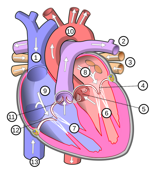 File:Diagram of the human heart (multilingual).svg