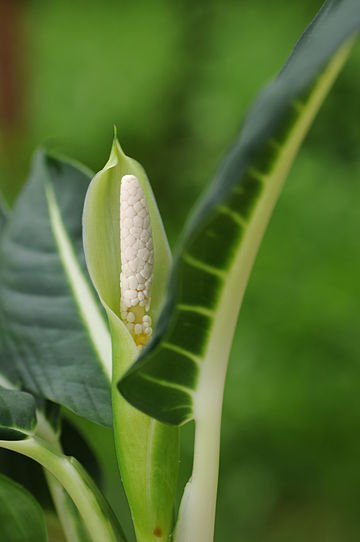 Dieffenbachia oerstedii