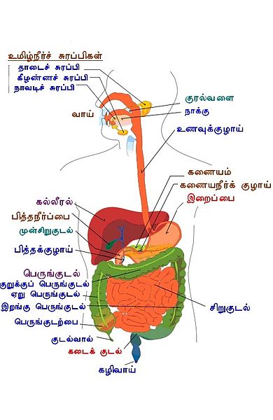 File:Digestion tamil words.jpg