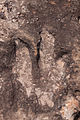 Dinosaur tracks (19452332696).jpg