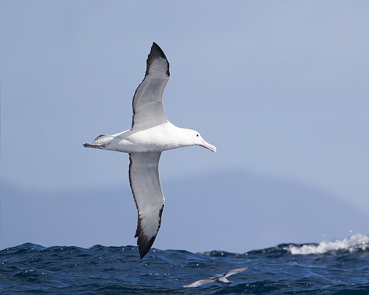 File:Diomedea epomophora in flight 2 - SE Tasmania.jpg