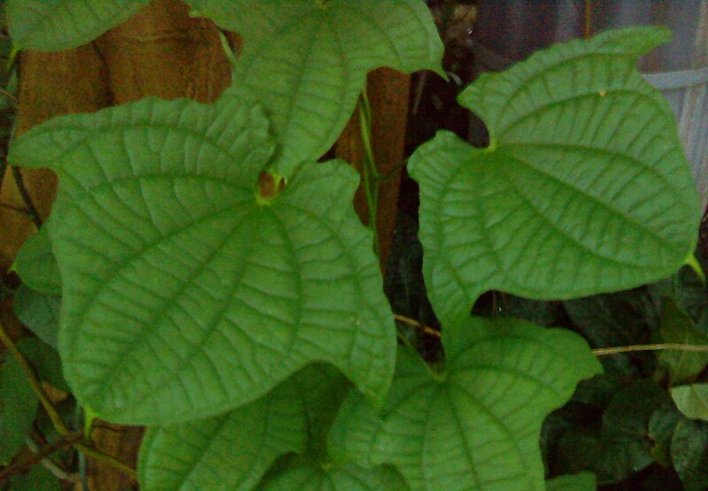 File:Dioscorea macroura.JPG