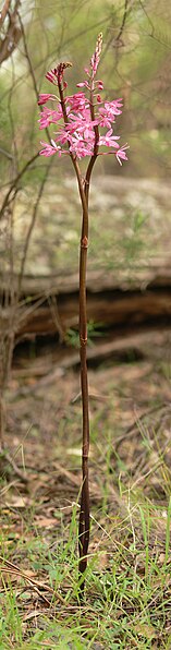 File:Dipodium punctatum portrait.jpg