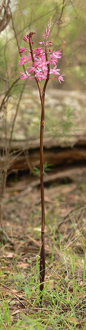 A Dipodium punctatum portrait.jpg kép leírása.