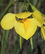 Diuris protena